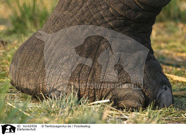 Elefantenfu / Elephants foot / HJ-02459