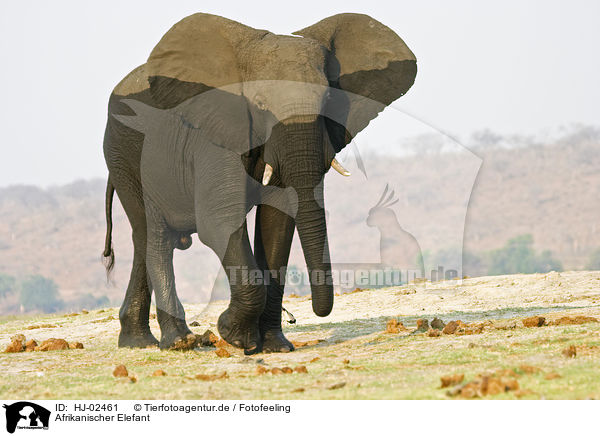 Afrikanischer Elefant / African Elephant / HJ-02461