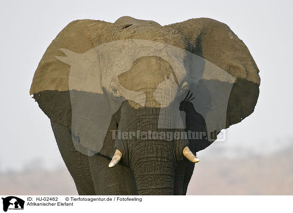 Afrikanischer Elefant / HJ-02462