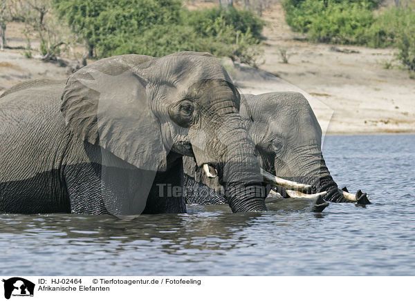 Afrikanische Elefanten / African Elephants / HJ-02464