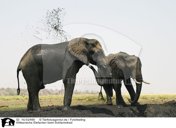 Afrikanische Elefanten beim Schlammbad / African Elephants at body care / HJ-02466