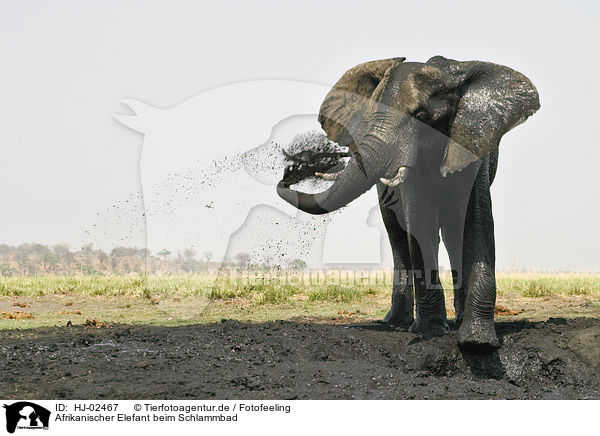 Afrikanischer Elefant beim Schlammbad / HJ-02467