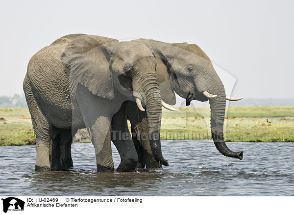 Afrikanische Elefanten / African Elephants / HJ-02469