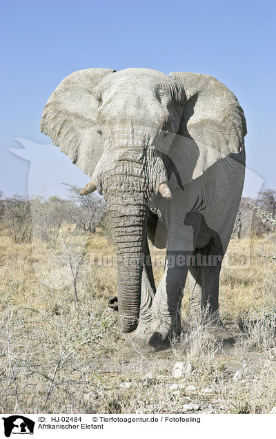Afrikanischer Elefant / African Elephant / HJ-02484