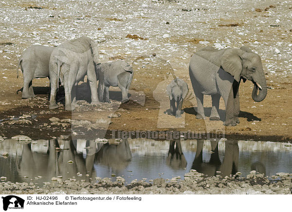 Afrikanische Elefanten / African Elephants / HJ-02496