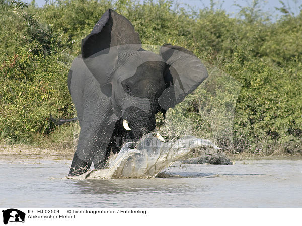Afrikanischer Elefant / HJ-02504