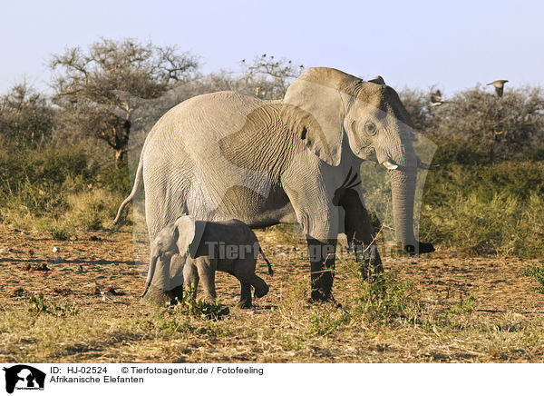 Afrikanische Elefanten / African Elephants / HJ-02524