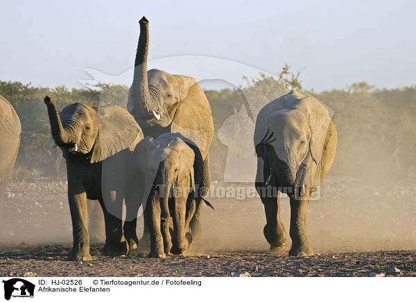Afrikanische Elefanten / African Elephants / HJ-02526