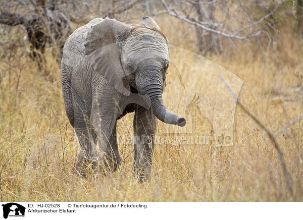 Afrikanischer Elefant / African Elephant / HJ-02528