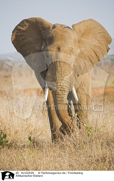 Afrikanischer Elefant / African Elephant / HJ-02529