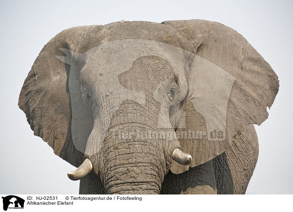 Afrikanischer Elefant / African Elephant / HJ-02531