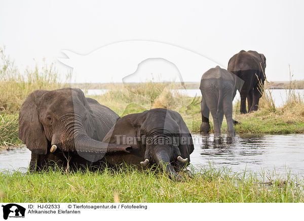 Afrikanische Elefanten / African Elephants / HJ-02533