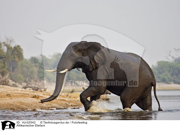 Afrikanischer Elefant / HJ-02542