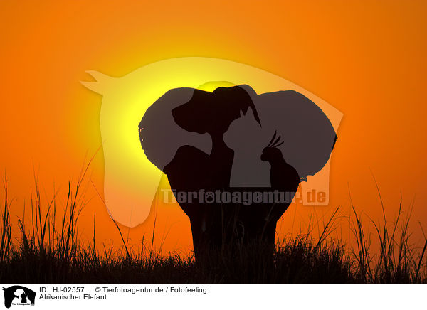 Afrikanischer Elefant / HJ-02557
