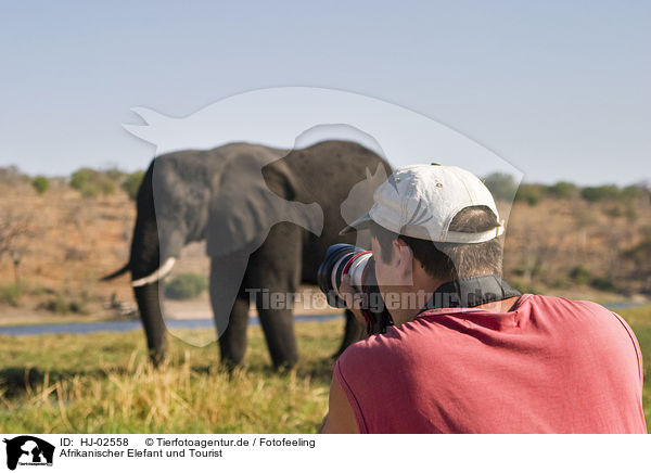 Afrikanischer Elefant und Tourist / African Elephant and tourist / HJ-02558