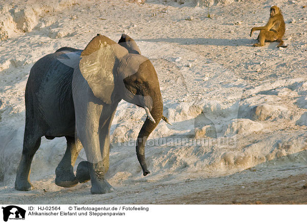 Afrikanischer Elefant und Steppenpavian / HJ-02564