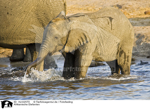 Afrikanische Elefanten / African Elephants / HJ-02570