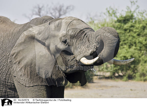 trinkender Afrikanischer Elefant / drinking African Elephant / HJ-02574