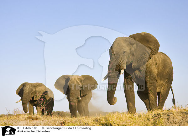 Afrikanische Elefanten / African Elephants / HJ-02576