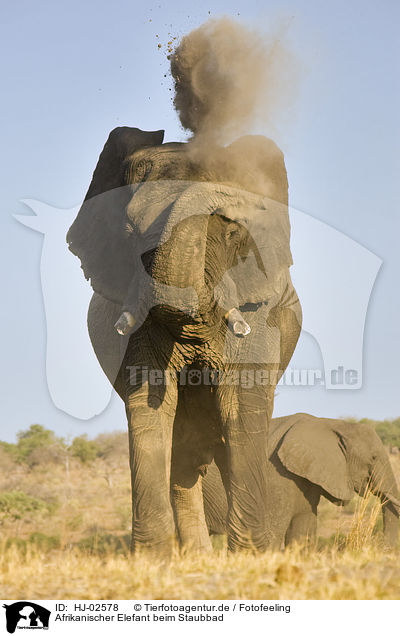 Afrikanischer Elefant beim Staubbad / African Elephant at body care / HJ-02578