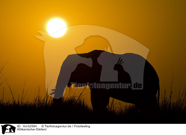 Afrikanischer Elefant / HJ-02584