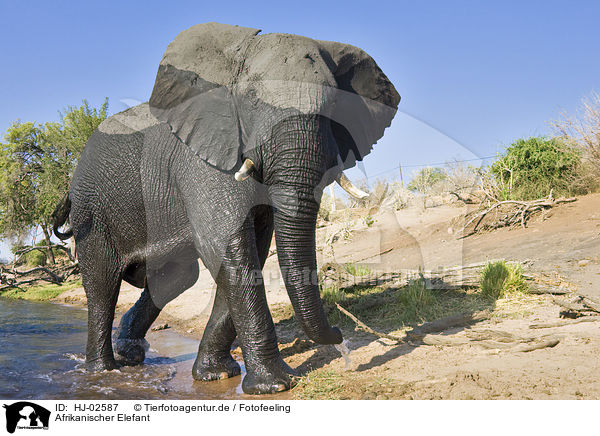 Afrikanischer Elefant / African Elephant / HJ-02587