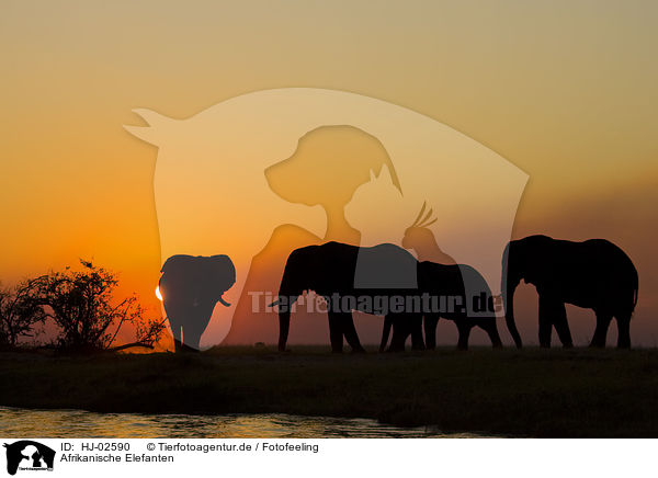 Afrikanische Elefanten / African Elephants / HJ-02590