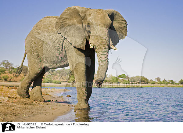 Afrikanischer Elefant / African Elephant / HJ-02593