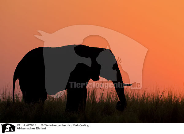 Afrikanischer Elefant / African Elephant / HJ-02608