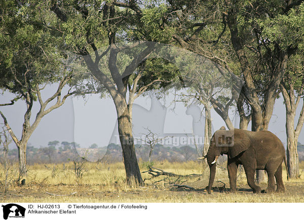 Afrikanischer Elefant / HJ-02613