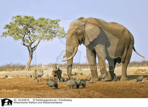 Afrikanischer Elefant und Warzenschweine / HJ-02616