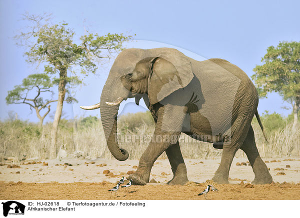 Afrikanischer Elefant / HJ-02618