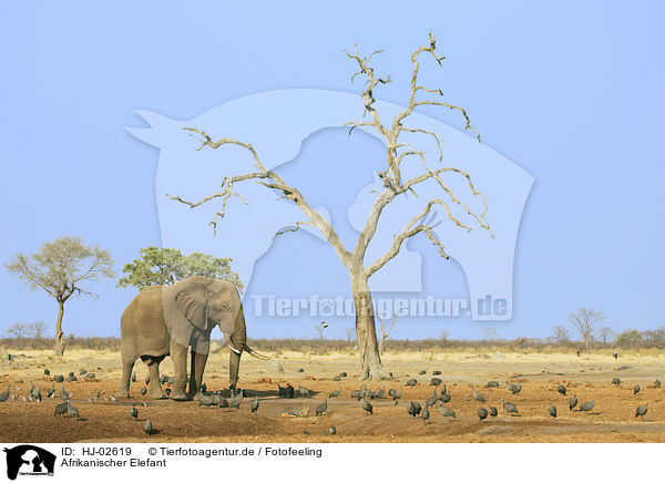 Afrikanischer Elefant / HJ-02619