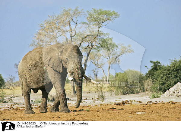 Afrikanischer Elefant / HJ-02623