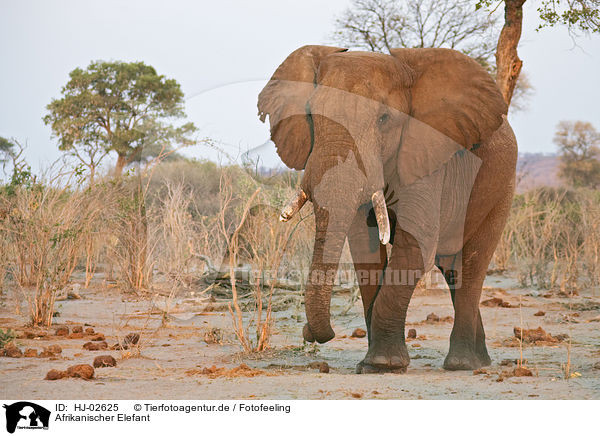Afrikanischer Elefant / African Elephant / HJ-02625