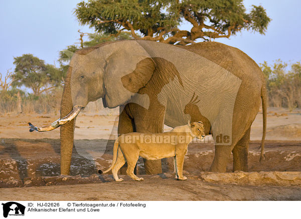 Afrikanischer Elefant und Lwe / African Elephant and lion / HJ-02626
