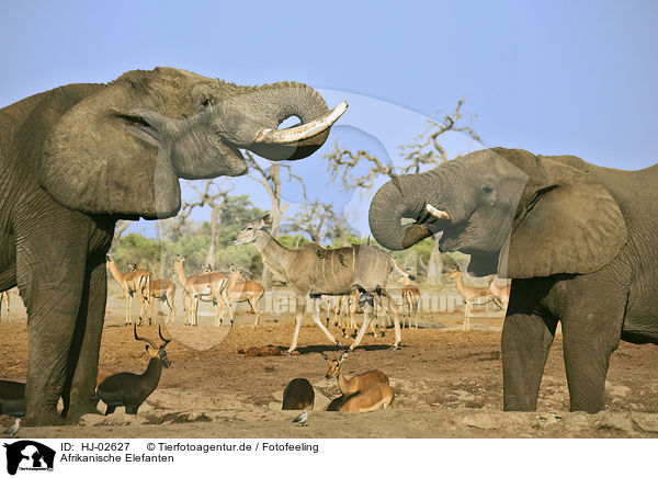 Afrikanische Elefanten / African Elephants / HJ-02627