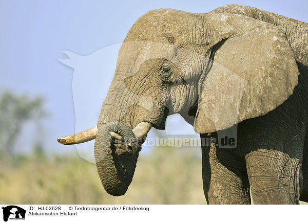 Afrikanischer Elefant / African Elephant / HJ-02628