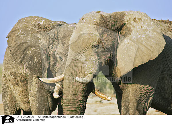 Afrikanische Elefanten / African Elephants / HJ-02629