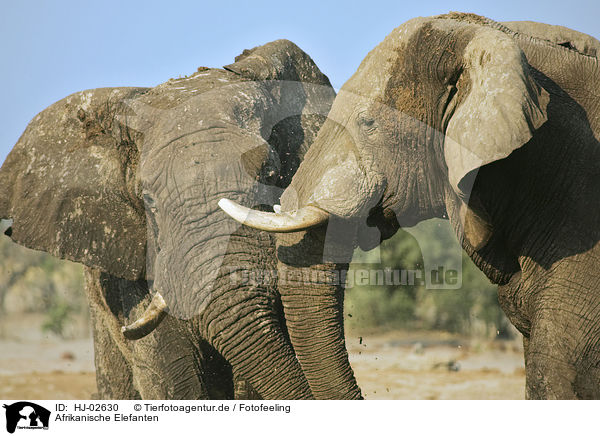 Afrikanische Elefanten / African Elephants / HJ-02630