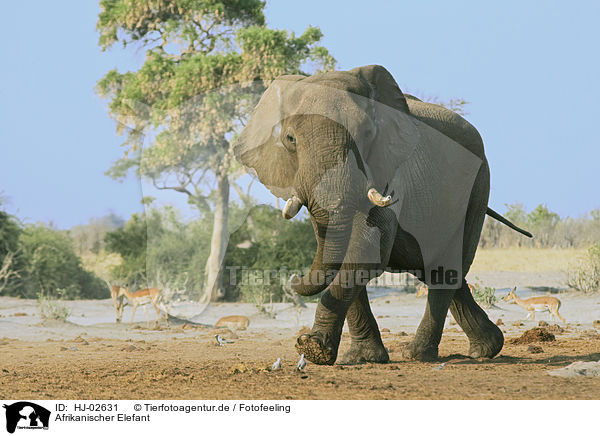 Afrikanischer Elefant / African Elephant / HJ-02631