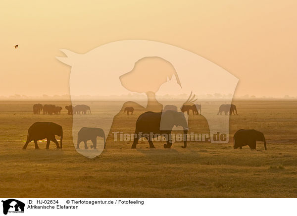Afrikanische Elefanten / HJ-02634