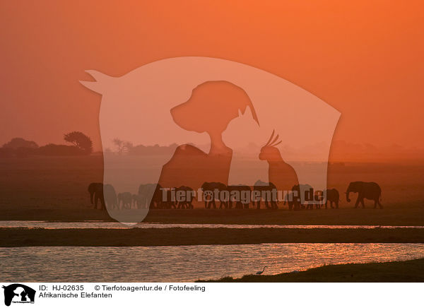 Afrikanische Elefanten / African Elephants / HJ-02635