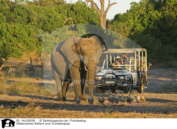Afrikanischer Elefant und Touristenjeep / African Elephant and jeep / HJ-02636