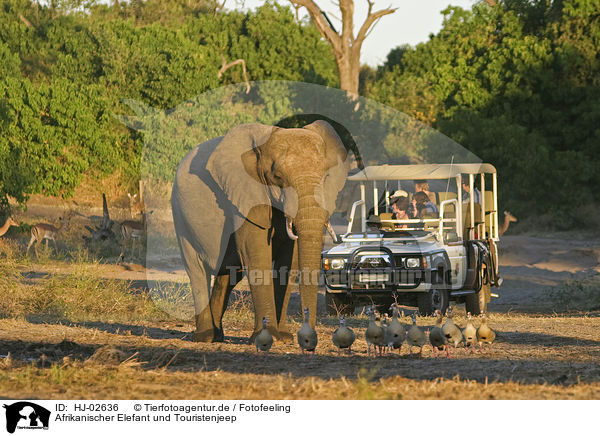 Afrikanischer Elefant und Touristenjeep / HJ-02636