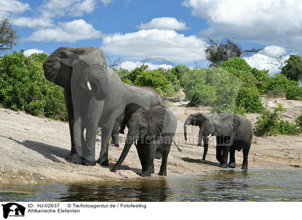 Afrikanische Elefanten / African Elephants / HJ-02637