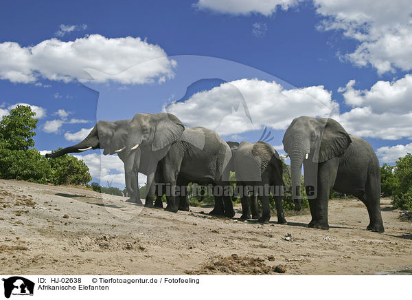 Afrikanische Elefanten / African Elephants / HJ-02638
