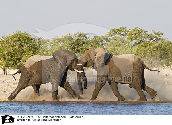 kmpfende Afrikanische Elefanten / fighting African Elephants / HJ-02640