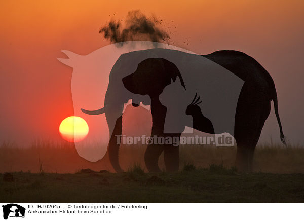 Afrikanischer Elefant beim Sandbad / African Elephant at body care / HJ-02645