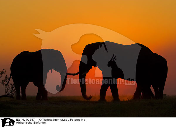 Afrikanische Elefanten / African Elephants / HJ-02647